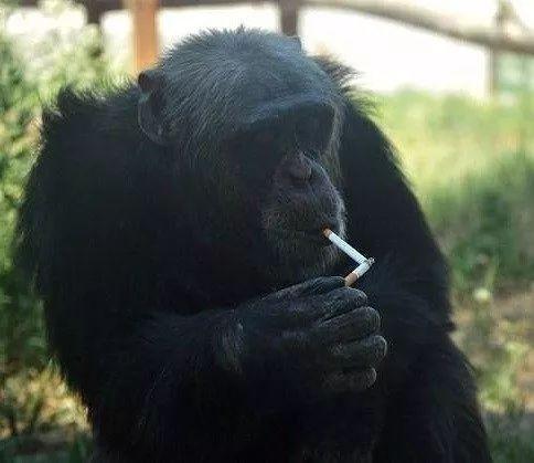 给黑猩猩戒烟会怎么样（黑猩猩抽烟有瘾吗）