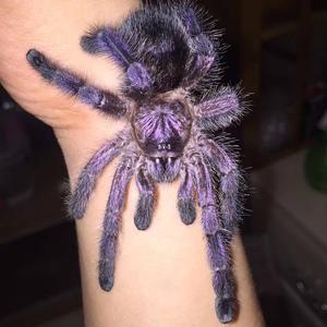 紫蜘蛛外烟，紫花卉蜘蛛