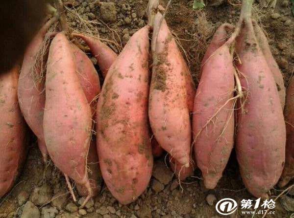 南充烟冠红薯批发市场，南充地瓜俗名是什么