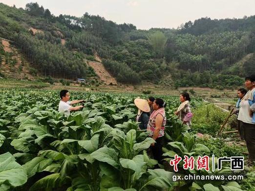 广西烟薯批发市场在哪，广西最大的烟叶种植基地